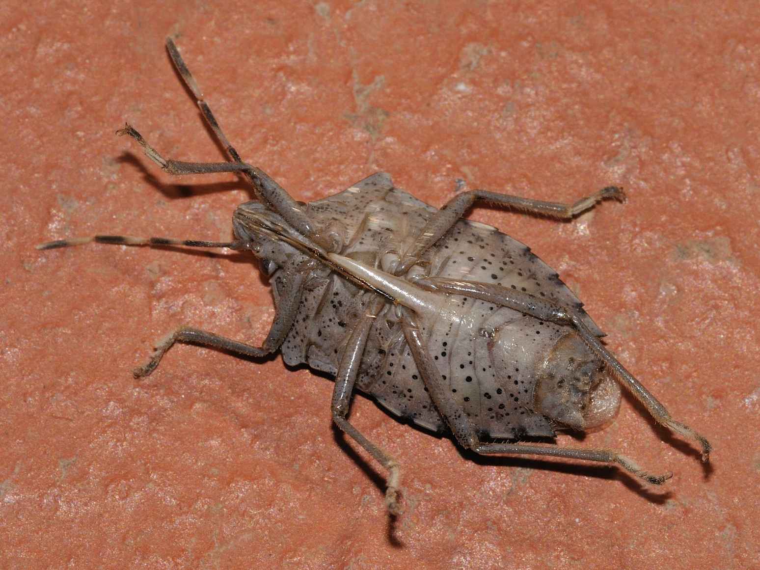Pentatomidae: Rhaphigaster nebulosa della Campania (SA)
